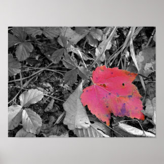 Affiche Color Pop Red Leaf