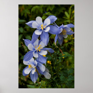 Affiche Colorado Blue Columbine near telluride