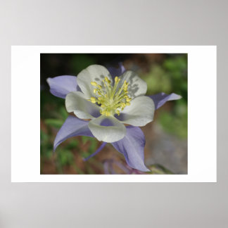 Affiche Colorado Columbine