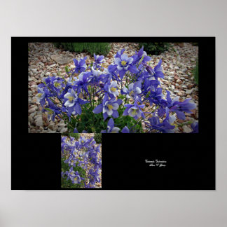 Affiche Colorado Columbine Bloom sourit Wall Art par Stan