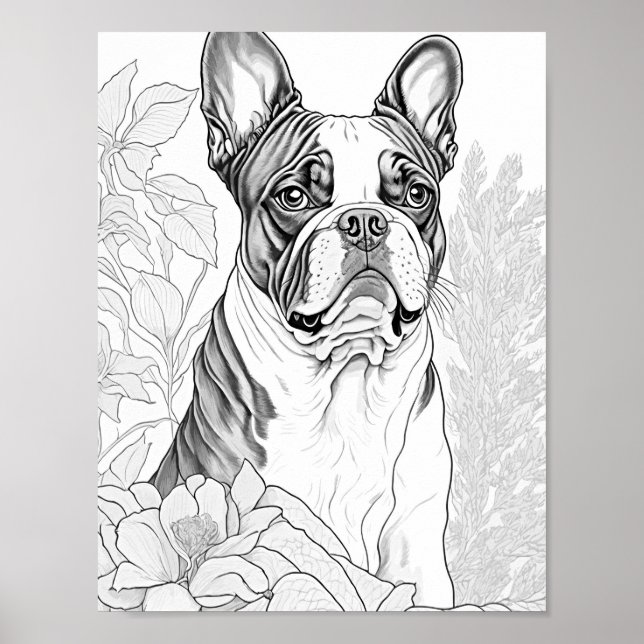 Affiche Coloration pour adultes Boston Terrier (Devant)