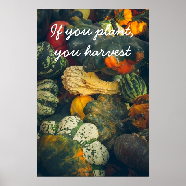 Affiche Coloré squash d'automne et citrouille (Devant)