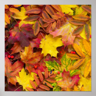 Affiche Coloré Vibrant L'Automne Feuilles Nature Photograp