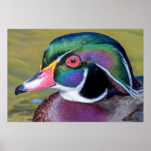 Affiche Colorful Duck Close