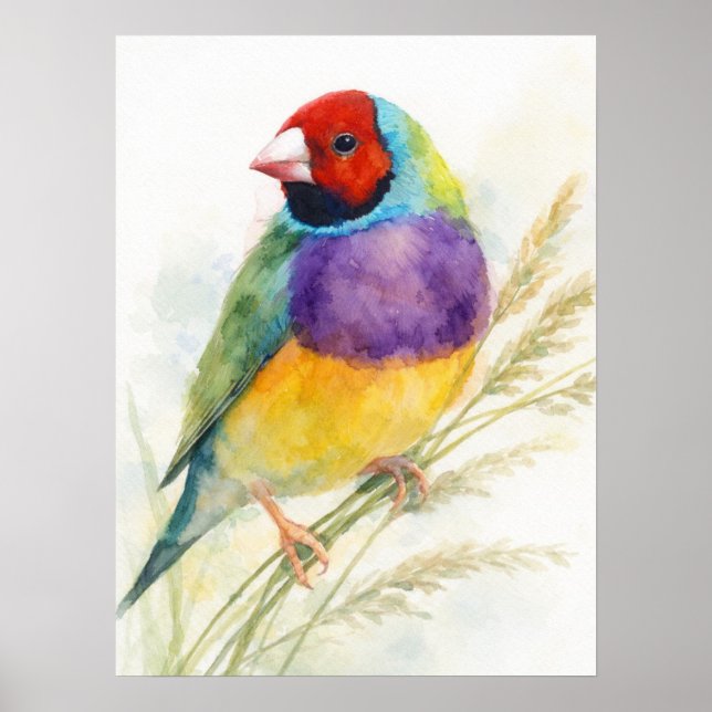 Affiche Colorful Gouldian Finch Bird Perched (Devant)
