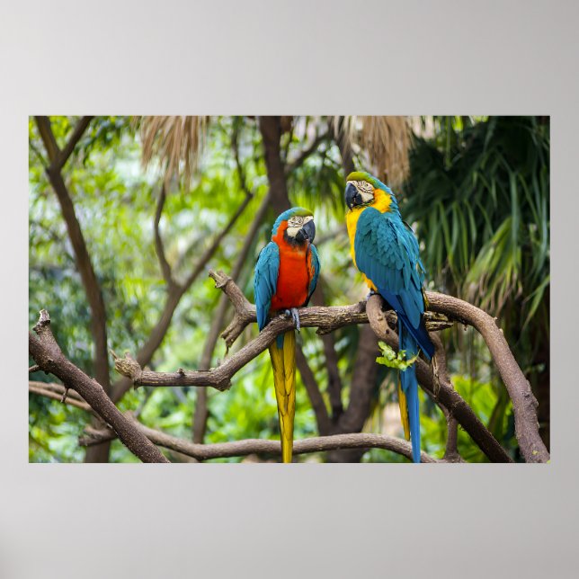 Affiche Colorful Macaw Parrots Perched Together (Devant)