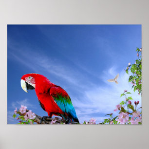 Affiche Colorful Tropical Parrot