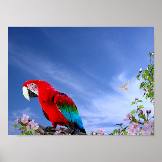 Affiche Colorful Tropical Parrot (Devant)