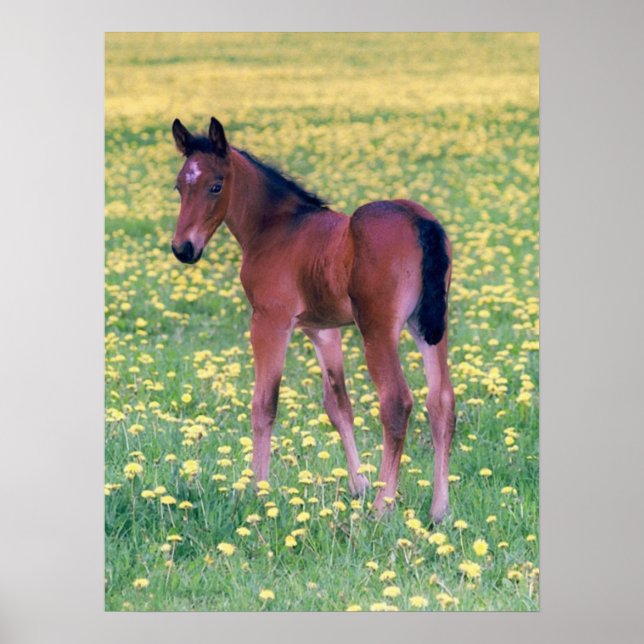 Affiche Colt dans le champ de Dandelion (Devant)