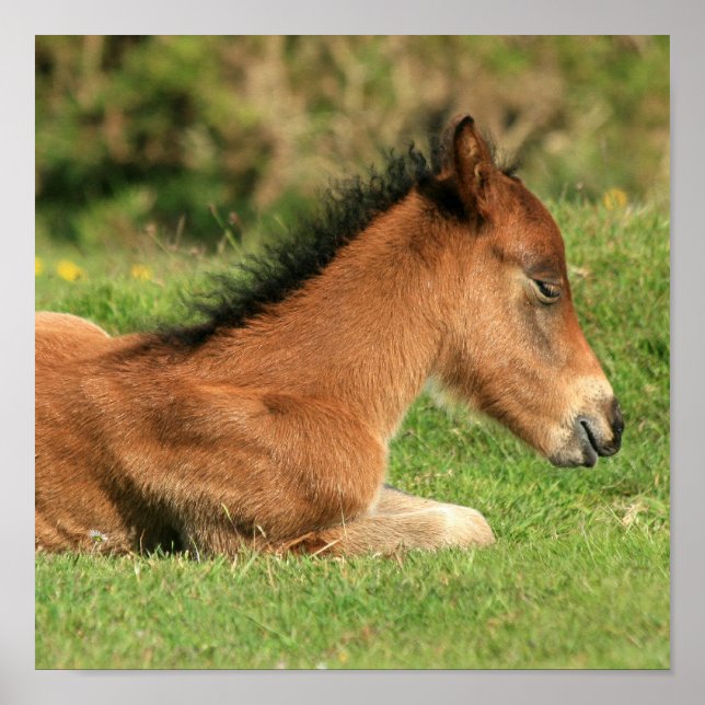Affiche Colt reposant dans l'impression en herbe (Devant)