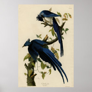 Affiche Columbia Jay de Audubon's Birds of America