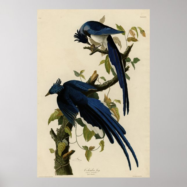 Affiche Columbia Jay de Audubon's Birds of America (Devant)
