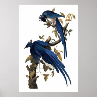 Affiche Columbia Jay | John James Audubon