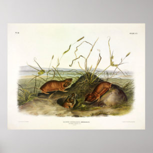 Affiche Columbia Pouched-Rat, Northern Pocket Gopher