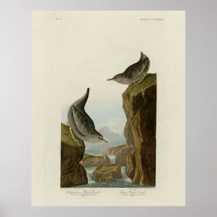 Affiche Columbian Water Ouzel, Audubon's Birds of America