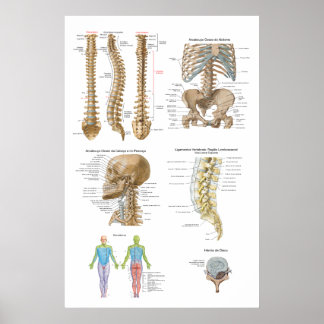 Affiche Coluna vertebral, Quiropraxia