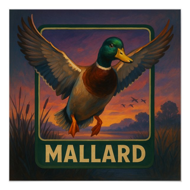 Affiche Colvert (Devant)