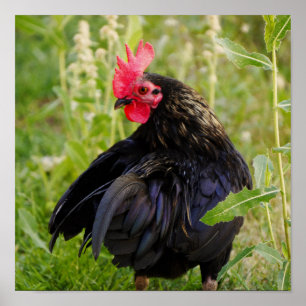 Affiche Combattre le coq