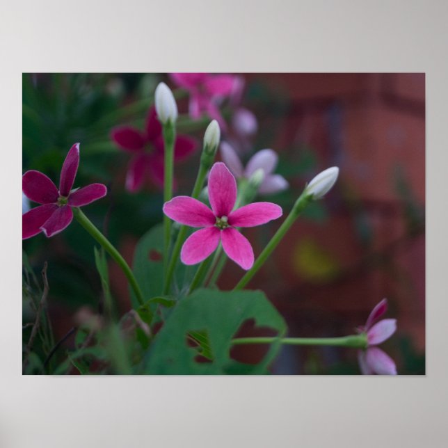 Affiche Combretum indicum (Devant)