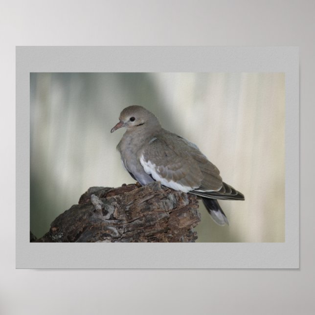 Affiche Comfy Dove Print (Devant)