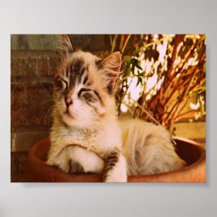 Affiche Comfy Sleepy Kitty