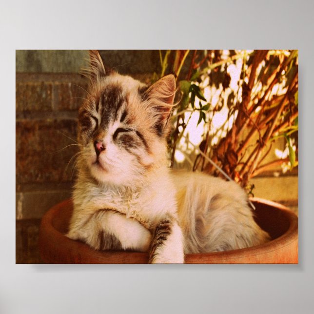 Affiche Comfy Sleepy Kitty (Devant)