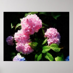 Affiche COMMENCER AU-DESSOUS DE $20 - hortensia en soleil