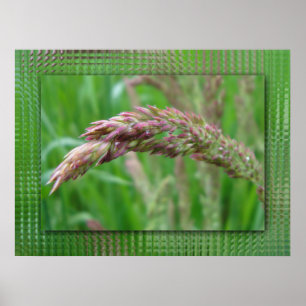 Affiche Comment l'herbe grandit