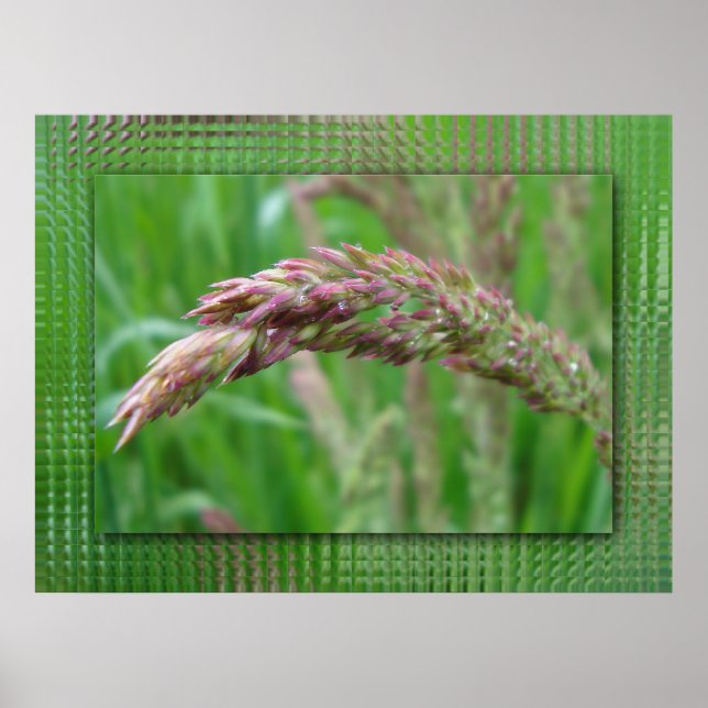 Affiche Comment l'herbe grandit (Devant)