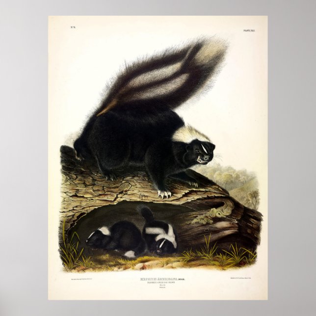 Affiche Common American Skunk, Striped Skunk, par Audubon (Devant)