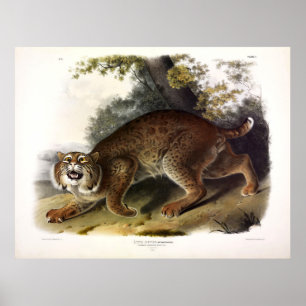 Affiche Common American Wild Cat (Bobcat) Audubon