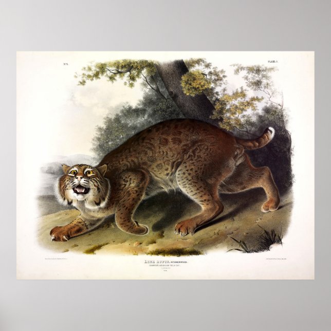 Affiche Common American Wild Cat (Bobcat) Audubon (Devant)