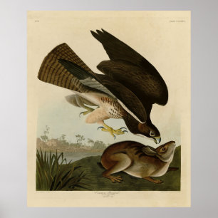 Affiche Common Buzzard - d'Audubon's Birds of America