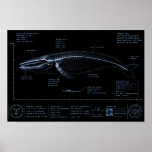 Affiche Comparaison de taille baleine vs humain en radiogr