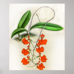 Affiche Comparéttia vintage Speciosa Orchidée Fleur