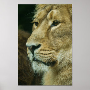 Affiche Complément du profil Lion