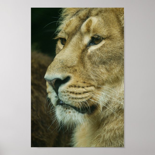 Affiche Complément du profil Lion (Devant)