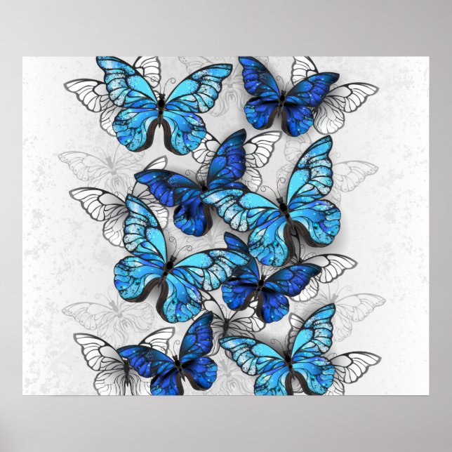 Affiche Composition de papillons blancs et bleus (Devant)