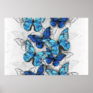 Affiche Composition de papillons blancs et bleus