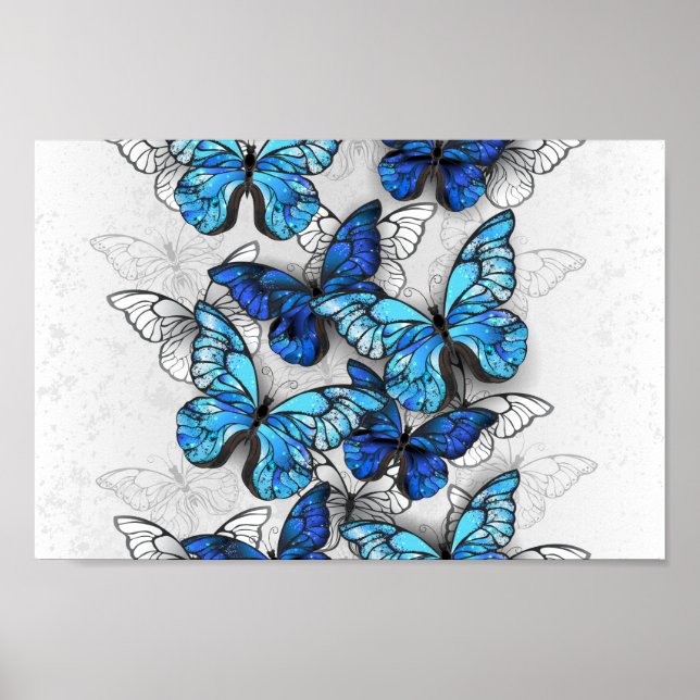 Affiche Composition de papillons blancs et bleus (Devant)