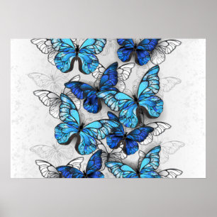 Affiche Composition de papillons blancs et bleus