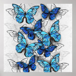 Affiche Composition de papillons blancs et bleus