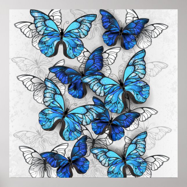 Affiche Composition de papillons blancs et bleus (Devant)