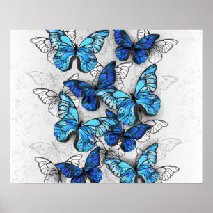 Affiche Composition de papillons blancs et bleus