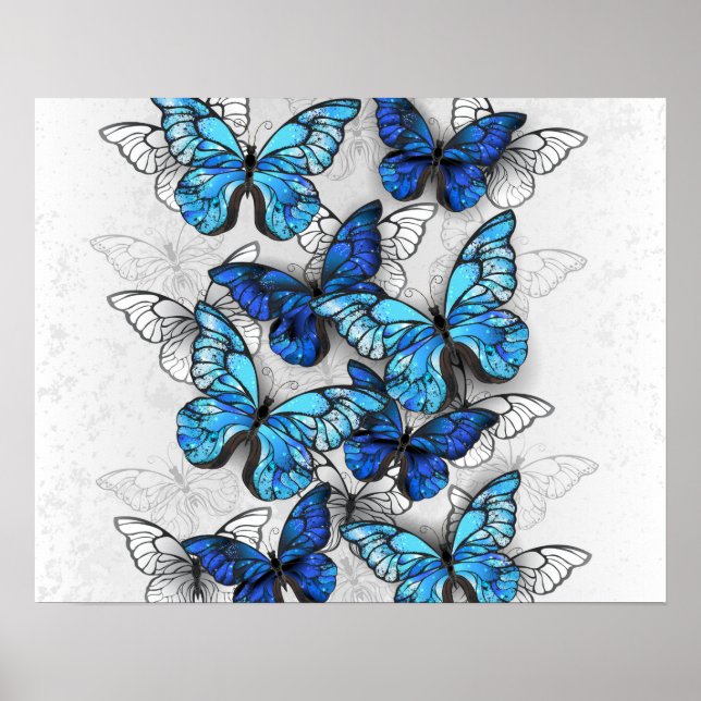 Affiche Composition de papillons blancs et bleus (Devant)