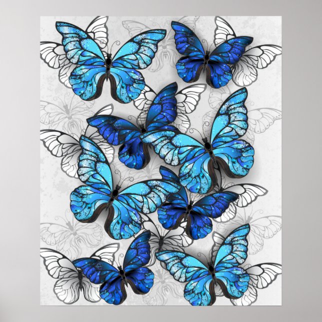 Affiche Composition de papillons blancs et bleus (Devant)