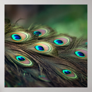 Affiche Composition de plumes de paon brillantes