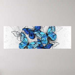 Affiche Composition des White and Blue Butterflies