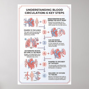 Affiche Comprendre la circulation sanguine : 6 étapes clés