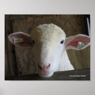 Affiche Comté Fair Sheep